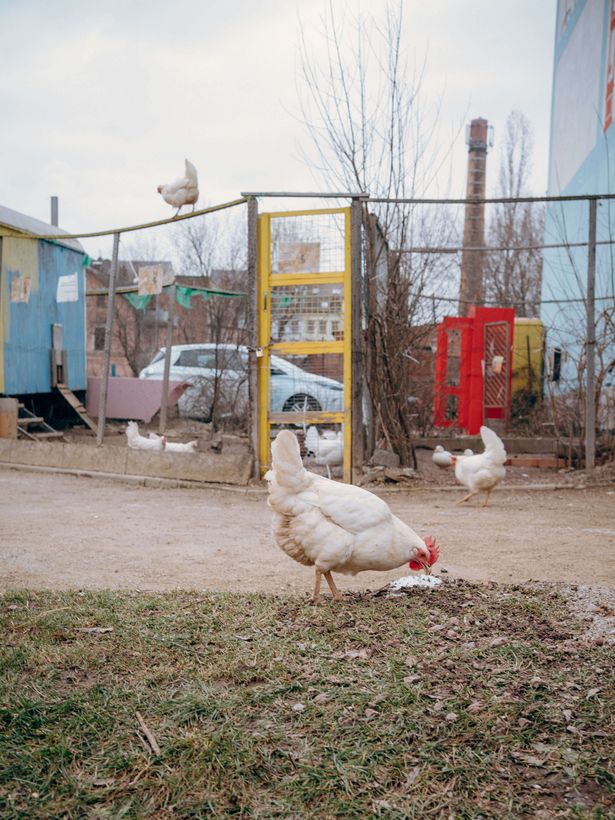 Chickens in the middle of the city - Chemnitz Sonnenberg